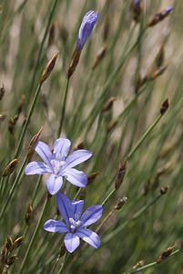 Aphyllanthes monspeliensis (Asparagaceae)  - Aphyllanthe de Montpellier, oeillet bleu de Montpellier, Jonciole, Bragalou Aude [France] 22/04/2007 - 20m