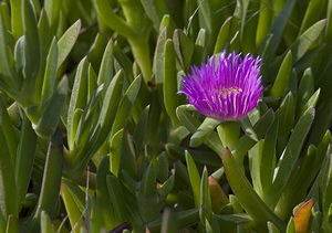 Carpobrotus edulis (Aizoaceae)  - Ficoïde douce, Griffe de sorcière, Figuier des Hottentots, Carpobrote doux - Hottentot-fig Aude [France] 19/04/2007