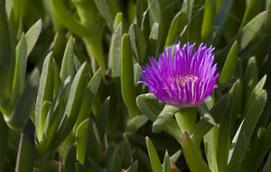 Carpobrotus edulis (Aizoaceae)  - Ficoïde douce, Griffe de sorcière, Figuier des Hottentots, Carpobrote doux - Hottentot-fig Aude [France] 19/04/2007