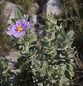 Cistus albidus (Cistaceae)  - Ciste blanc, Ciste mâle à feuilles blanches, Ciste cotonneux - Grey-leaved Cistus Aude [France] 19/04/2007 - 150m