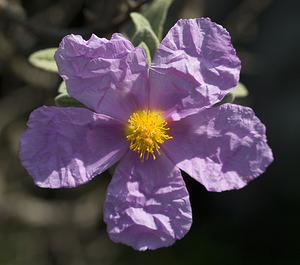 Cistus albidus (Cistaceae)  - Ciste blanc, Ciste mâle à feuilles blanches, Ciste cotonneux - Grey-leaved Cistus Aude [France] 19/04/2007 - 150m