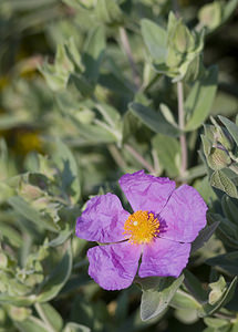 Cistus albidus (Cistaceae)  - Ciste blanc, Ciste mâle à feuilles blanches, Ciste cotonneux - Grey-leaved Cistus Herault [France] 21/04/2007 - 150m