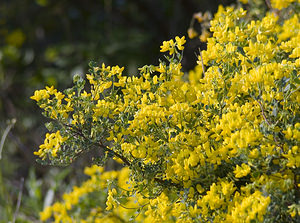 Coronilla glauca (Fabaceae)  - Coronille glauque Herault [France] 21/04/2007 - 150m