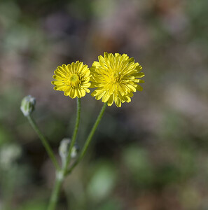 Crepis sancta (Asteraceae)  - Crépide sacrée, Crépis sacré Aude [France] 23/04/2007 - 380m