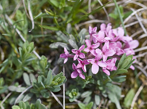 Daphne cneorum (Thymelaeaceae)  - Daphné camélée, Thymélée Aveyron [France] 28/04/2007 - 820mfleurs tr?s odorantes