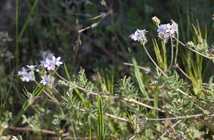 Erodium cicutarium (Geraniaceae)  - Érodium à feuilles de ciguë, Bec-de-grue - Common Stork's-bill Aude [France] 23/04/2007 - 380m