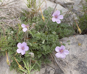 Erodium foetidum (Geraniaceae)  - Érodium fétide, Bec-de-grue fétide, Bec-de-grue des pierriers - Rock Stork's-bill Aude [France] 22/04/2007 - 10m