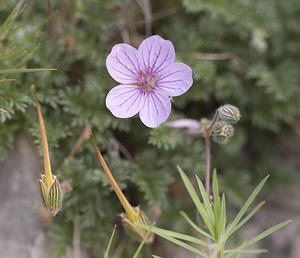 Erodium foetidum (Geraniaceae)  - Érodium fétide, Bec-de-grue fétide, Bec-de-grue des pierriers - Rock Stork's-bill Aude [France] 22/04/2007 - 10m