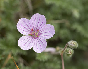 Erodium foetidum (Geraniaceae)  - Érodium fétide, Bec-de-grue fétide, Bec-de-grue des pierriers - Rock Stork's-bill Aude [France] 22/04/2007 - 10m