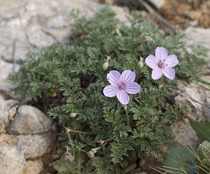 Erodium foetidum (Geraniaceae)  - Érodium fétide, Bec-de-grue fétide, Bec-de-grue des pierriers - Rock Stork's-bill Aude [France] 22/04/2007 - 10m