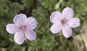 Erodium foetidum (Geraniaceae)  - Érodium fétide, Bec-de-grue fétide, Bec-de-grue des pierriers - Rock Stork's-bill Aude [France] 22/04/2007 - 20m