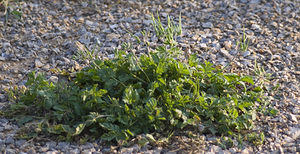 Erodium moschatum (Geraniaceae)  - Érodium musqué, Bec-de-grue musqué - Musk Stork's-bill Aude [France] 18/04/2007