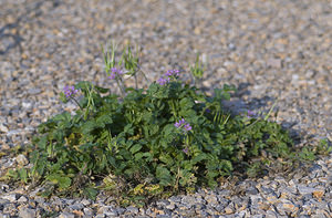 Erodium moschatum (Geraniaceae)  - Érodium musqué, Bec-de-grue musqué - Musk Stork's-bill Aude [France] 19/04/2007