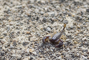 Euscorpius flavicaudis (Euscorpiidae)  - European Yellow-tailed Scorpion Aude [France] 22/04/2007 - 10m