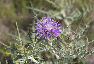 Galactites tomentosus (Asteraceae)  - Galactitès tomenteux, Galactitès élégant, Centaurée galactitès, Centaurée tomenteuse Aude [France] 22/04/2007 - 10m