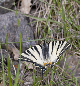 Iphiclides podalirius (Papilionidae)  - Flambé - Scarce Swallowtail Aveyron [France] 28/04/2007 - 650m