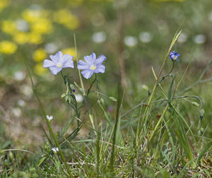 Linum austriacum (Linaceae)  - Lin d'Autriche Lot [France] 18/04/2007 - 260m