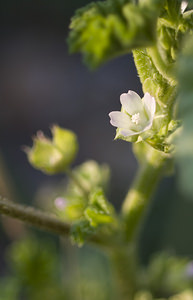 Malva parviflora (Malvaceae)  - Mauve à petites fleurs - Least Mallow Aude [France] 18/04/2007