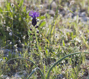 Muscari comosum (Asparagaceae)  - Muscari chevelu, Muscari à toupet, Muscari chevelu, Muscari à toupet - Tassel Hyacinth Aude [France] 23/04/2007 - 150m