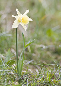 Narcissus pseudonarcissus (Amaryllidaceae)  - Narcisse faux narcisse, Jonquille des bois, Jonquille, Narcisse trompette Ariege [France] 26/04/2007 - 1410m