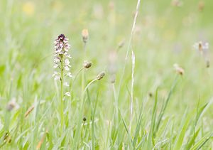 Neotinea ustulata (Orchidaceae)  - Néotinée brûlée, Orchis brûlé - Burnt Orchid Ariege [France] 26/04/2007 - 1410m