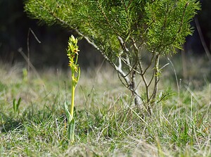 Ophrys araneola sensu auct. plur. (Orchidaceae)  - Ophrys litigieux Marne [France] 08/04/2007 - 180m