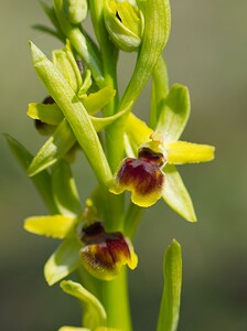 Ophrys araneola sensu auct. plur. (Orchidaceae)  - Ophrys litigieux Marne [France] 08/04/2007 - 180m