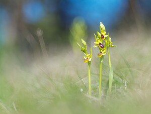 Ophrys araneola sensu auct. plur. (Orchidaceae)  - Ophrys litigieux Marne [France] 08/04/2007 - 180m