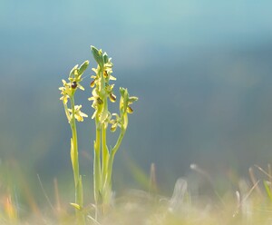 Ophrys araneola sensu auct. plur. (Orchidaceae)  - Ophrys litigieux Aisne [France] 08/04/2007 - 140m