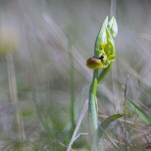 Ophrys araneola sensu auct. plur. (Orchidaceae)  - Ophrys litigieux Aisne [France] 08/04/2007 - 140m