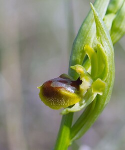 Ophrys araneola sensu auct. plur. (Orchidaceae)  - Ophrys litigieux Aisne [France] 08/04/2007 - 140m