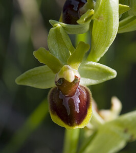 Ophrys araneola sensu auct. plur. (Orchidaceae)  - Ophrys litigieux Aude [France] 24/04/2007 - 300m