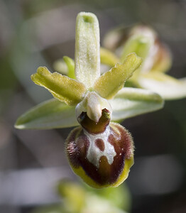 Ophrys araneola sensu auct. plur. (Orchidaceae)  - Ophrys litigieux Aude [France] 24/04/2007 - 300m