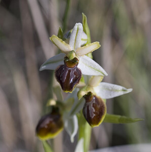 Ophrys araneola sensu auct. plur. (Orchidaceae)  - Ophrys litigieux Aude [France] 24/04/2007 - 300m