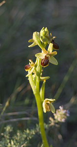 Ophrys aranifera (Orchidaceae)  - Ophrys araignée, Oiseau-coquet - Early Spider-orchid Aude [France] 23/04/2007 - 150m