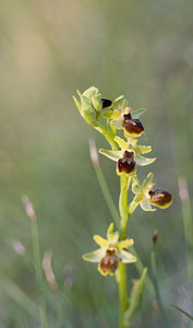 Ophrys aranifera (Orchidaceae)  - Ophrys araignée, Oiseau-coquet - Early Spider-orchid Aude [France] 23/04/2007 - 150m