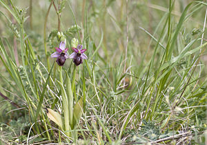 Ophrys aveyronensis (Orchidaceae)  - Ophrys de l'Aveyron Aveyron [France] 29/04/2007 - 760m