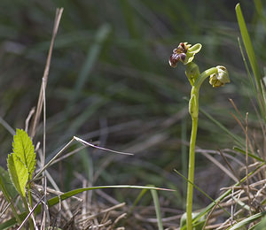 Ophrys bombyliflora (Orchidaceae)  - Ophrys bombyle Aude [France] 19/04/2007 - 10m