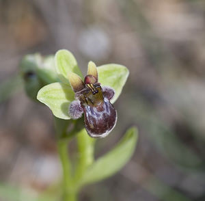Ophrys bombyliflora (Orchidaceae)  - Ophrys bombyle Aude [France] 19/04/2007 - 10m