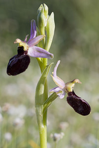 Ophrys catalaunica (Orchidaceae)  - Ophrys de Catalogne Aude [France] 23/04/2007 - 150m