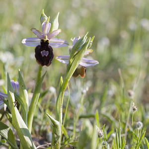 Ophrys catalaunica (Orchidaceae)  - Ophrys de Catalogne Aude [France] 23/04/2007 - 150m