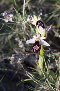 Ophrys catalaunica (Orchidaceae)  - Ophrys de Catalogne Aude [France] 23/04/2007 - 150m