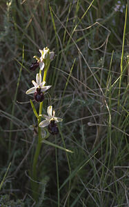 Ophrys catalaunica (Orchidaceae)  - Ophrys de Catalogne Aude [France] 23/04/2007 - 150m