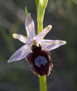 Ophrys catalaunica (Orchidaceae)  - Ophrys de Catalogne Aude [France] 23/04/2007 - 150m