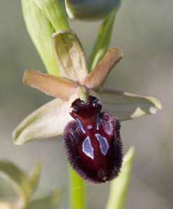 Ophrys incubacea (Orchidaceae)  - Ophrys noir, Ophrys de petite taille, Ophrys noirâtre Aude [France] 23/04/2007 - 150m