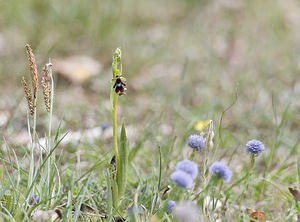 Ophrys insectifera (Orchidaceae)  - Ophrys mouche - Fly Orchid Aveyron [France] 29/04/2007 - 640m