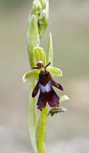 Ophrys insectifera (Orchidaceae)  - Ophrys mouche - Fly Orchid Aveyron [France] 29/04/2007 - 640m
