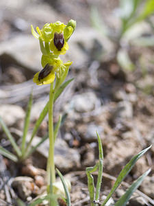 Ophrys lutea (Orchidaceae)  - Ophrys jaune Aude [France] 20/04/2007 - 30m