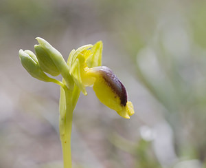 Ophrys lutea (Orchidaceae)  - Ophrys jaune Aude [France] 20/04/2007 - 30m