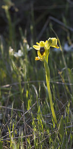 Ophrys lutea (Orchidaceae)  - Ophrys jaune Aude [France] 23/04/2007 - 150m